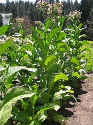 Tobacco Seeds - Virginia Brightleaf